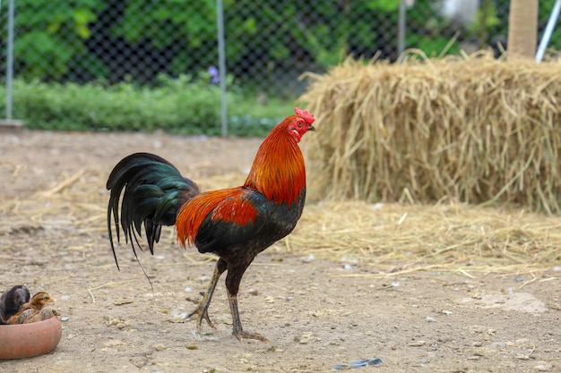 De vechtende haan en de babyhaan eten voedsel in landbouwbedrijf in Thailand