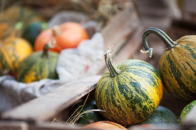 De veelkleurige pompoenen liggen op stro met een houten kist Herfst tijd