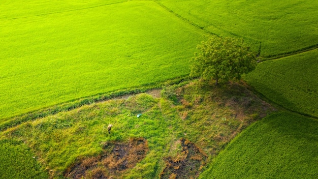 De vele groene rijstvelden gescheiden door boerenpaden in de zomer en een zonnige dag