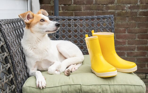 De verdrietige hond zit in de tuin op de bank met de gele laarzen. herfsttuin.