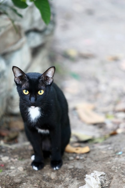 De verdwaalde kat zoekt naar voedsel, straatkat