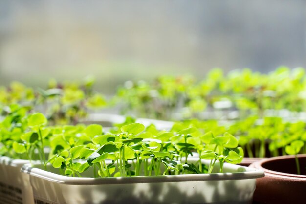 De verse groei van groene basilicum in een pot