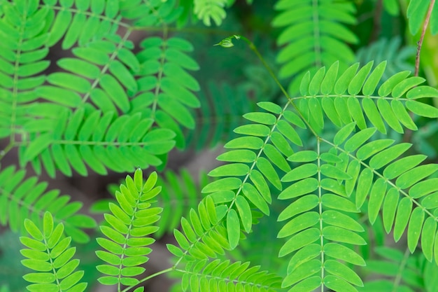 De verse groene achtergrond van de lentebladeren