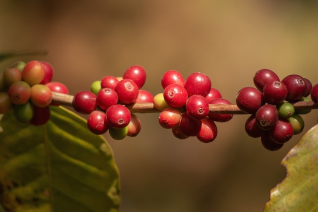 De verse organische rode ruwe en rijpe bonen van de koffiekers op boom