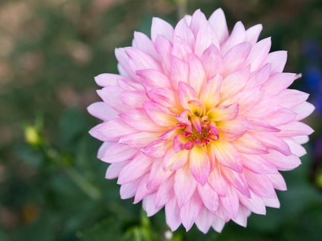 De verse roze dahliabloem is bloeiend