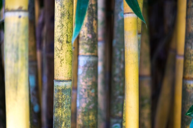 Foto de verse textuur van het suikerrietinstallatie als aardige natuurlijke achtergrond