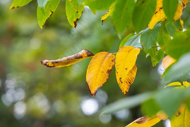 De vertakking van de beslissingsstructuur met kleurrijke herfstbladeren