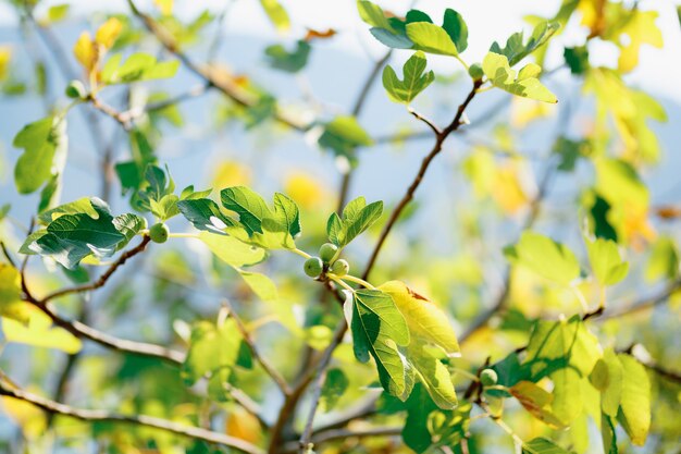 De vijgenboom met vruchten en grote bladeren gevuld met gouden zonlicht