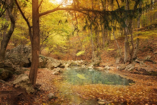 De vijver in het herfstbos.