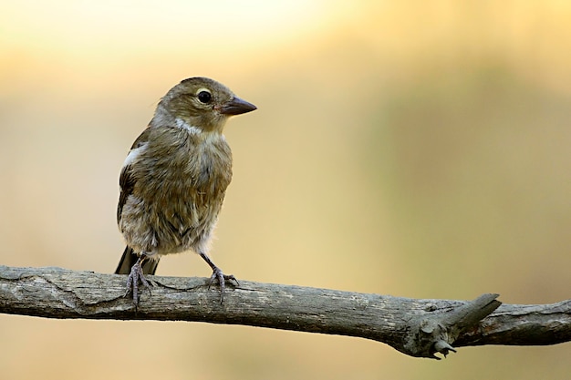 De vink is een van de meest voorkomende zangvogels in Europa