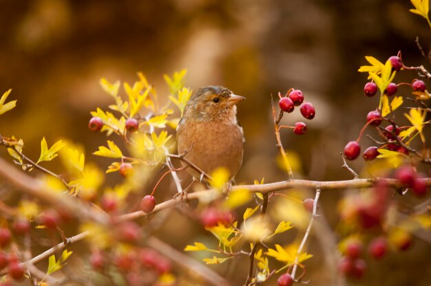 De vink is een van de meest voorkomende zangvogels in Europa