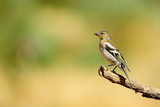 De vink is een van de meest voorkomende zangvogels in Europa