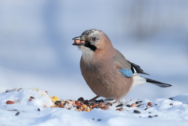 De Vlaamse gaai zit in de sneeuw en probeert twee pinda's door te slikken. Close-upfoto met details van verenkleed en iris