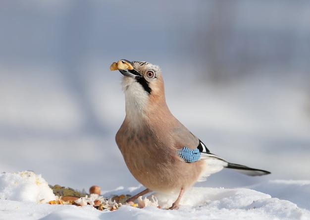 De Vlaamse gaai zit in de sneeuw en probeert walnoten door te slikken. Close-upfoto met details van verenkleed en iris