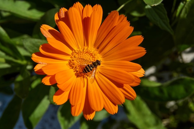 De vlieg (lat. Syrphus ribesii) verzamelt nectar en stuifmeel van calendulabloemen. Herfst.