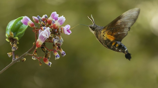 de vliegende kolibrie mot macro potography