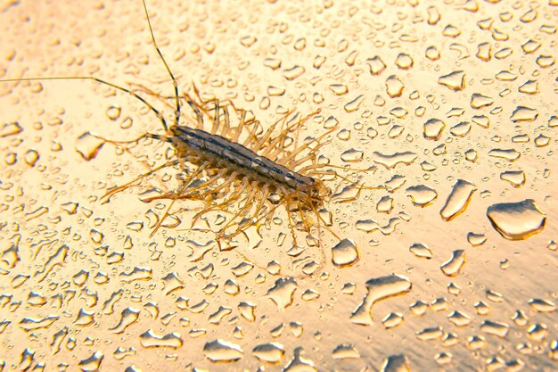 De Vliegenvanger scolopendra Duizendpoot vliegenvanger insect roofdier Scutigera coleoptrata