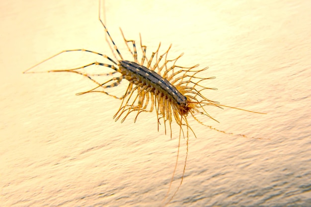 De vliegvanger scolopendra Centipede vliegvanger insecten roofdier Scutigera coleoptrata