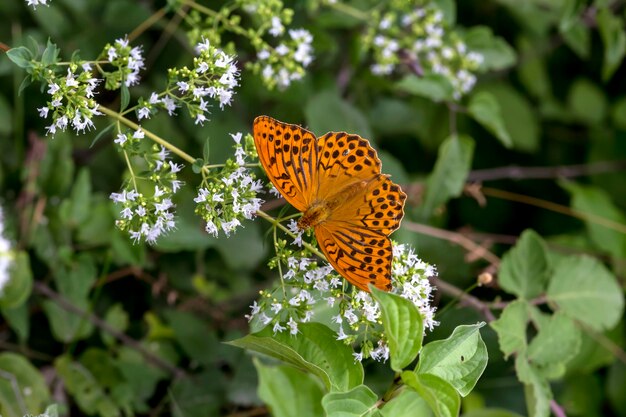 De vlinder Argynnis paphia close-up