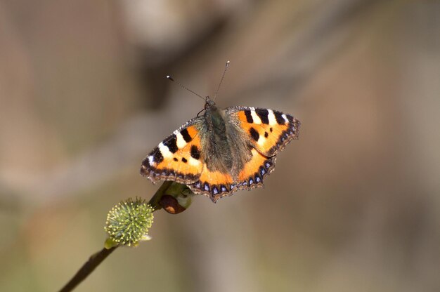 De vlinder Small Tortoiseshell Aglais urticae zit op een tak op een zonnige lenteochtend Moskou