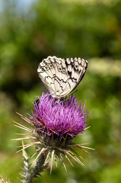 De vlinder zittend op een bloem close-up