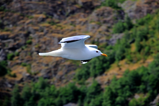 De vogel in de cruise op Sognefjord en Aurlandsfjord, Noorwegen