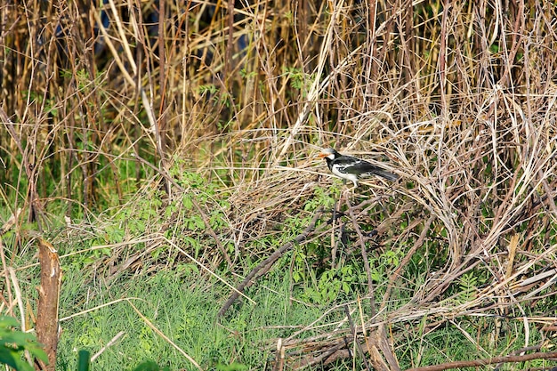 De vogel in het bos in Thailand