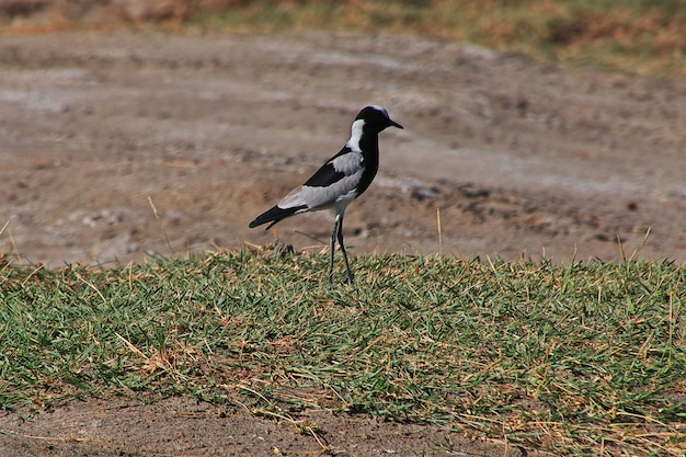 De vogel op de safari