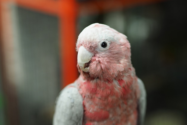 De vogel van de close-upkaketoe