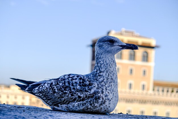 De vogel was op de Piazza Venezia in Rome.