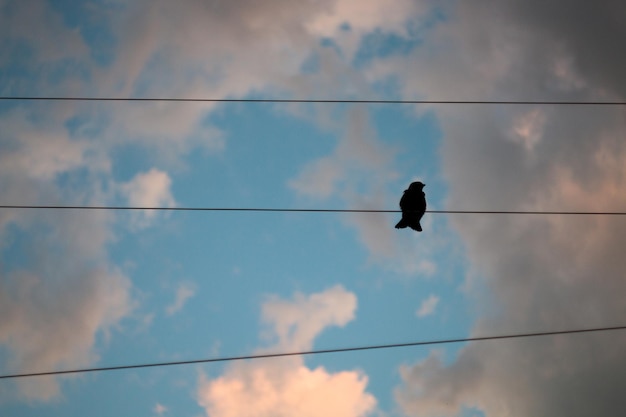 De vogel zit op draden. Silhouet van een vogel op de achtergrond van de lucht en de wolken.