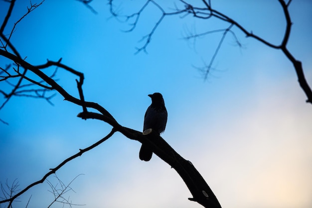 De vogel zit op een boom Dramatisch zicht