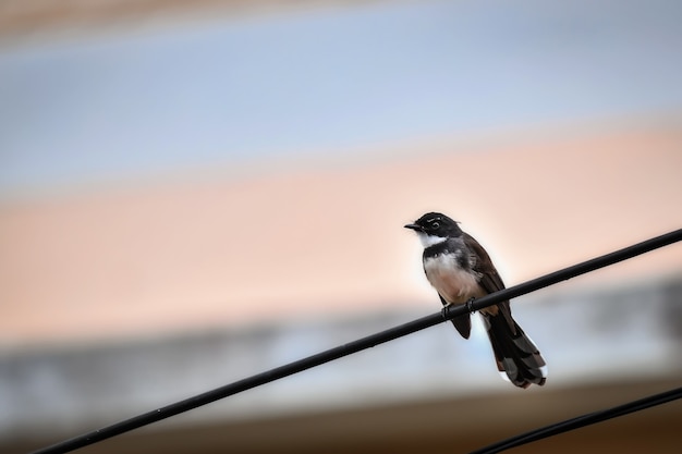 Foto de vogels die op de stadsdraden leven, zijn 's ochtends actief.