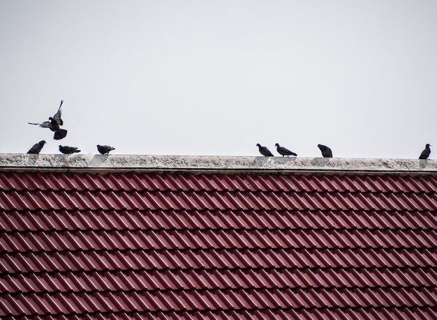 De vogels op de dakpannen