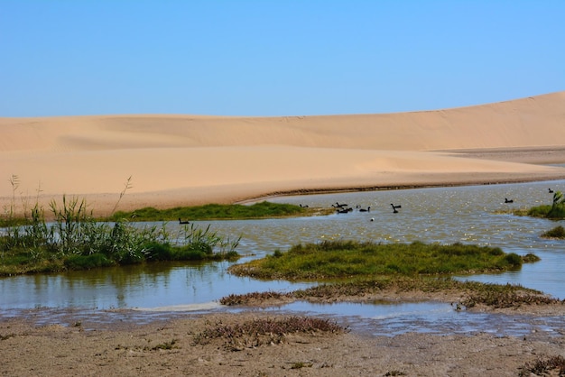 De vogels zwemmen in de woestijn in de oase dichtbij de kust van het moeras Zandduinen in backgr
