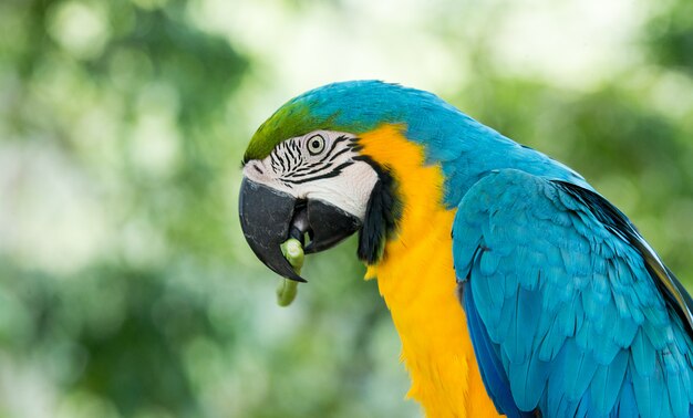 De vogelzitting van de papegaai op de toppositie