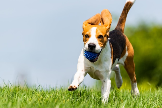 De volledige lengte van een hond die op het veld rent