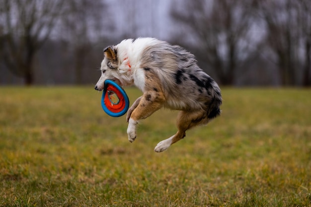 Foto de volledige lengte van een hond die op het veld rent