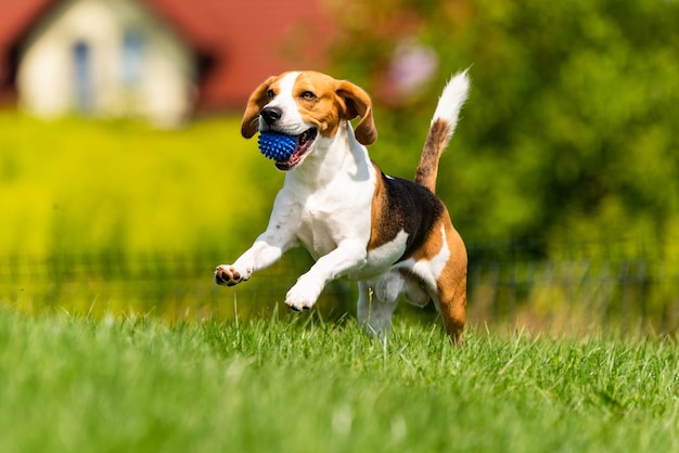 De volledige lengte van een hond die op het veld rent