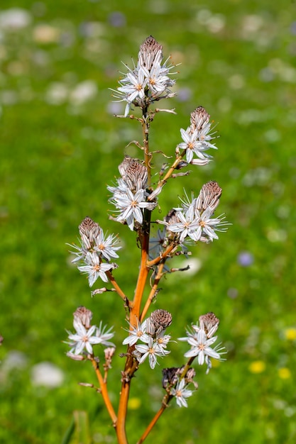 De voorbode van de lente; Asphodelus aestivus