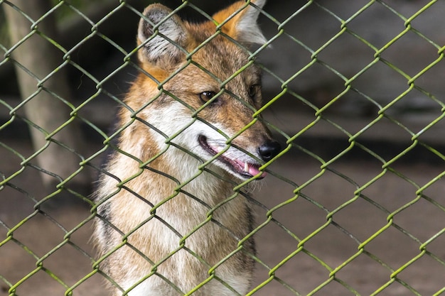De vos zat opgesloten in een kooi zonder vrijheid