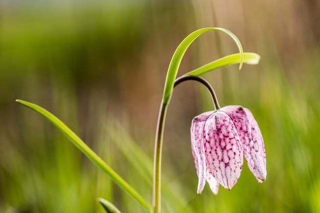 De vroege bloem van het de lenteschaak in vloedweide. Slangenkop Fritillary (Fritillaria meleagris)