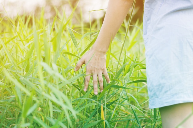 De vrouw geniet van grasbloem in weide bij zonsondergang