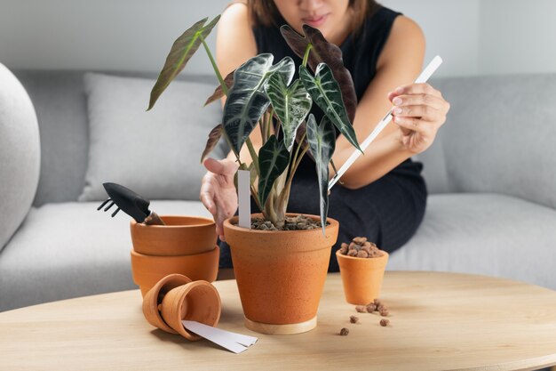 De vrouw hand overplanten alocasia bambino pijl of alocasia sanderiana stier in de aarden pot op de houten tafel. Concept van huistuin