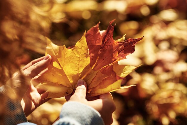 De vrouw houdt kleurrijke esdoornbladeren in haar hand in de herfstpark