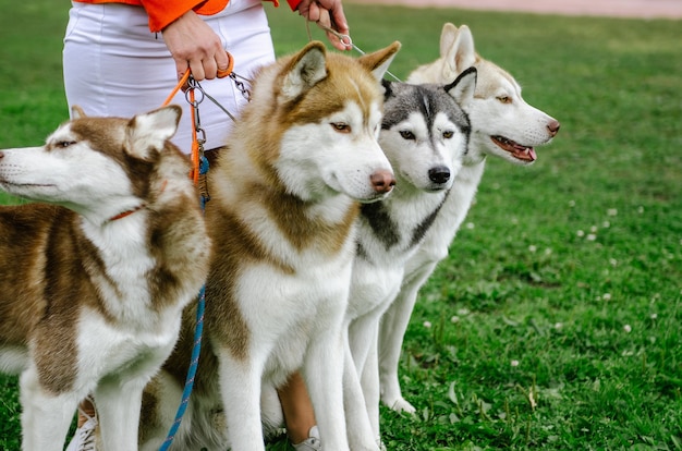 De vrouw nam haar husky-honden mee voor een wandeling.