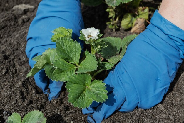 De vrouw plant aardbeien