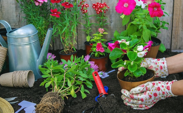 De vrouw plant bloemen in de tuin. Selectieve aandacht. Natuur.