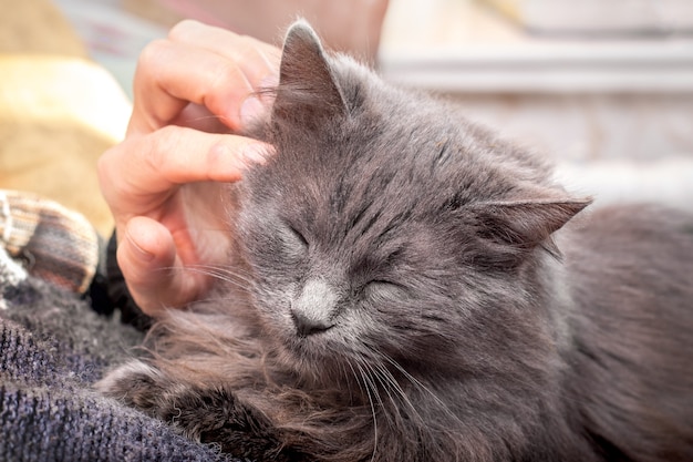 De vrouw streelt een hand in een grijze, donzige kat die haar ogen sloot