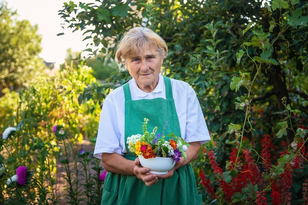 De vrouw verzamelt geneeskrachtige kruiden en bloemen. Selectieve aandacht.